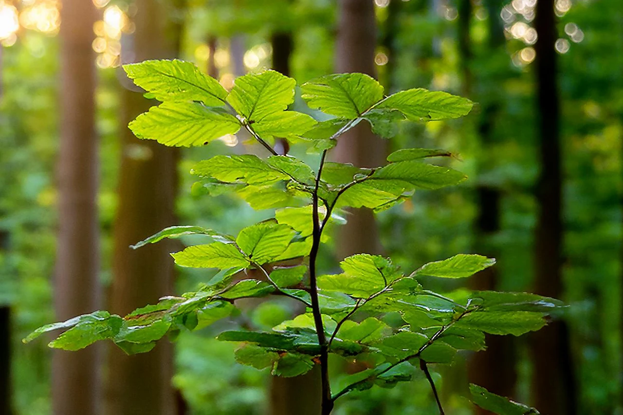 Kis fa nő az erdő mélyén